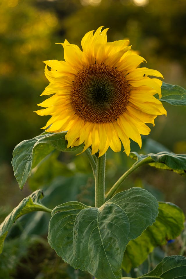 A mature sunflower in a field