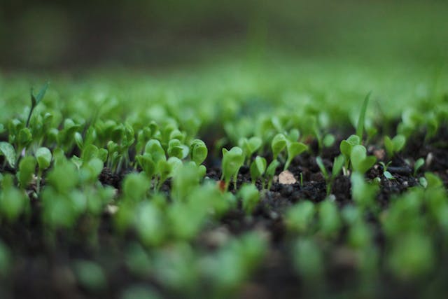 growing sunflower sprouts